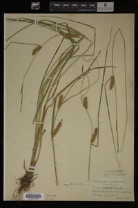Carex vesicaria image