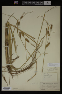 Carex vesicaria image