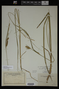 Carex vesicaria image