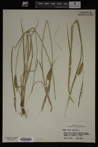 Carex vesicaria image