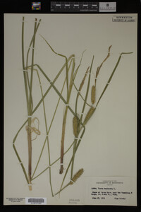 Carex vesicaria image