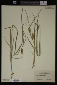 Carex vesicaria image