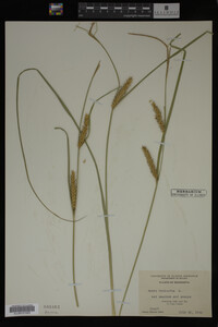 Carex vesicaria image