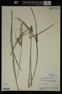 Carex vesicaria image