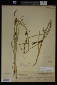 Carex vesicaria image
