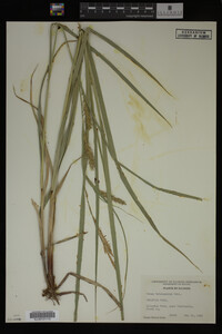 Carex trichocarpa image
