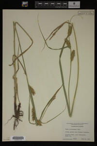 Carex trichocarpa image