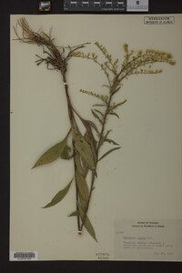 Solidago juncea image
