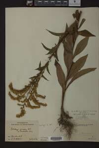Solidago juncea image