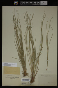Carex albicans image