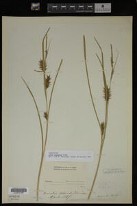 Carex gigantea image