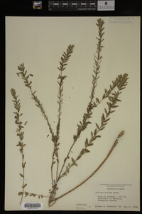 Image Associated With the Occurrence