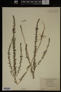 Image Associated With the Occurrence