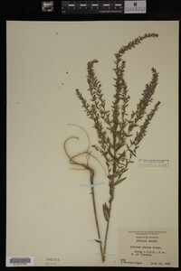 Image Associated With the Occurrence