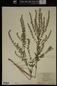 Image Associated With the Occurrence