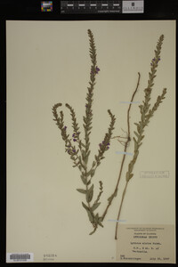 Image Associated With the Occurrence