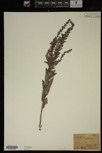 Image Associated With the Occurrence
