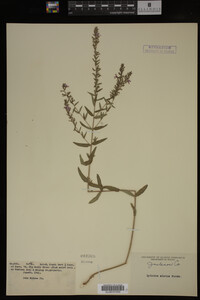 Image Associated With the Occurrence