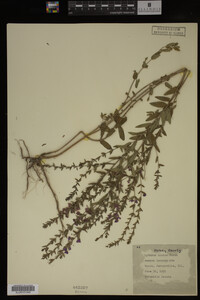 Image Associated With the Occurrence