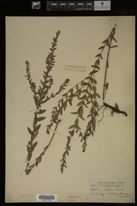 Image Associated With the Occurrence