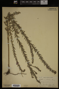 Image Associated With the Occurrence