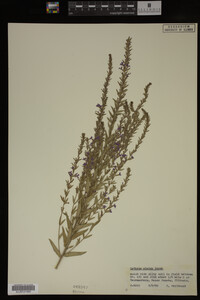 Image Associated With the Occurrence