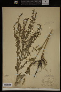 Image Associated With the Occurrence