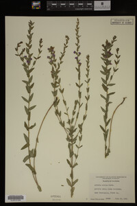 Image Associated With the Occurrence