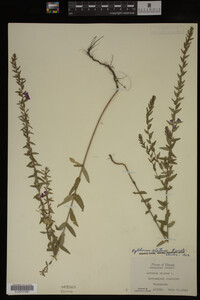 Image Associated With the Occurrence