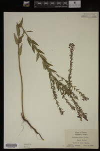 Image Associated With the Occurrence