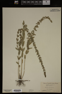 Image Associated With the Occurrence