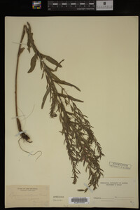 Image Associated With the Occurrence