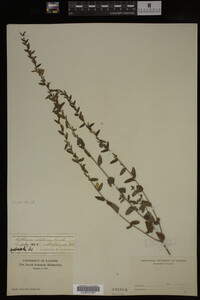 Image Associated With the Occurrence