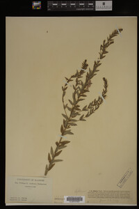 Image Associated With the Occurrence