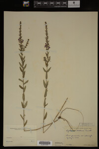Image Associated With the Occurrence