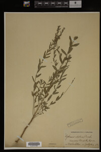 Image Associated With the Occurrence