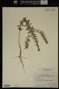 Image Associated With the Occurrence