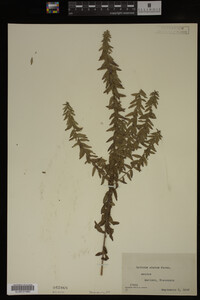 Image Associated With the Occurrence