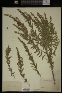 Image Associated With the Occurrence