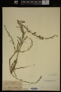Image Associated With the Occurrence