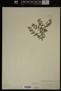 Image Associated With the Occurrence