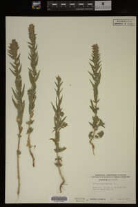 Image Associated With the Occurrence