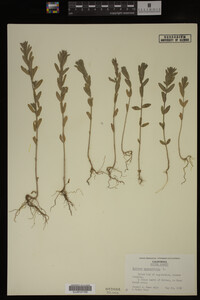 Image Associated With the Occurrence