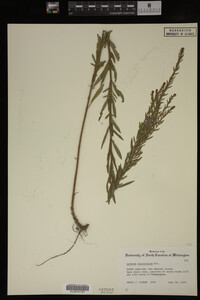 Lythrum lanceolatum image