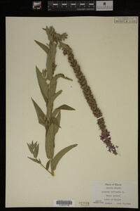 Image Associated With the Occurrence