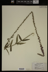 Image Associated With the Occurrence