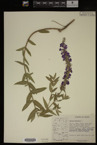 Image Associated With the Occurrence
