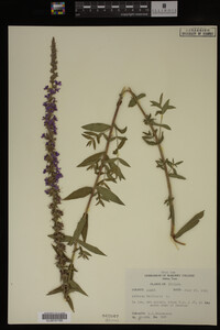 Image Associated With the Occurrence