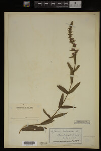 Image Associated With the Occurrence