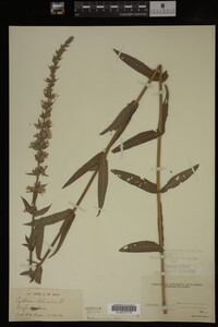 Image Associated With the Occurrence